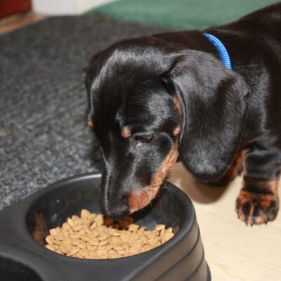 Healthy Dog Food Tips