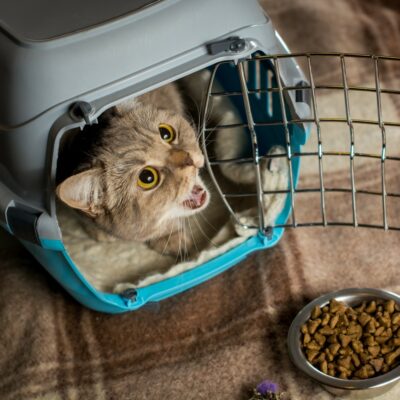 Top Brands Of Cat Food