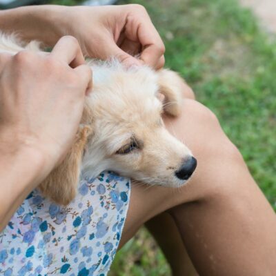Natural Treatments for Dog Skin Allergy