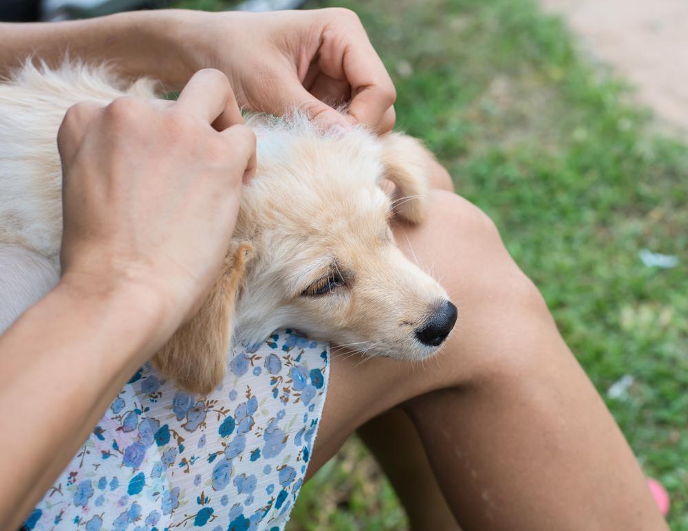 Natural Treatments for Dog Skin Allergy