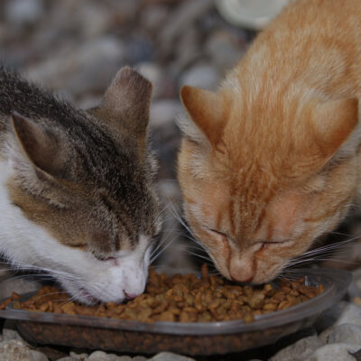 Safe Human Foods for Cats