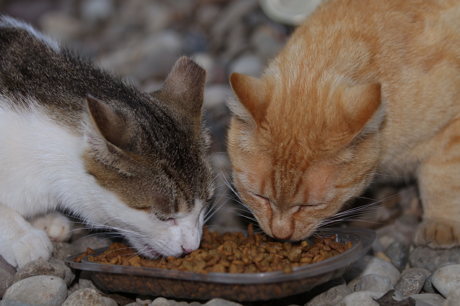 Safe Human Foods for Cats