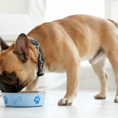 7 Foods That Dogs Should Never Eat