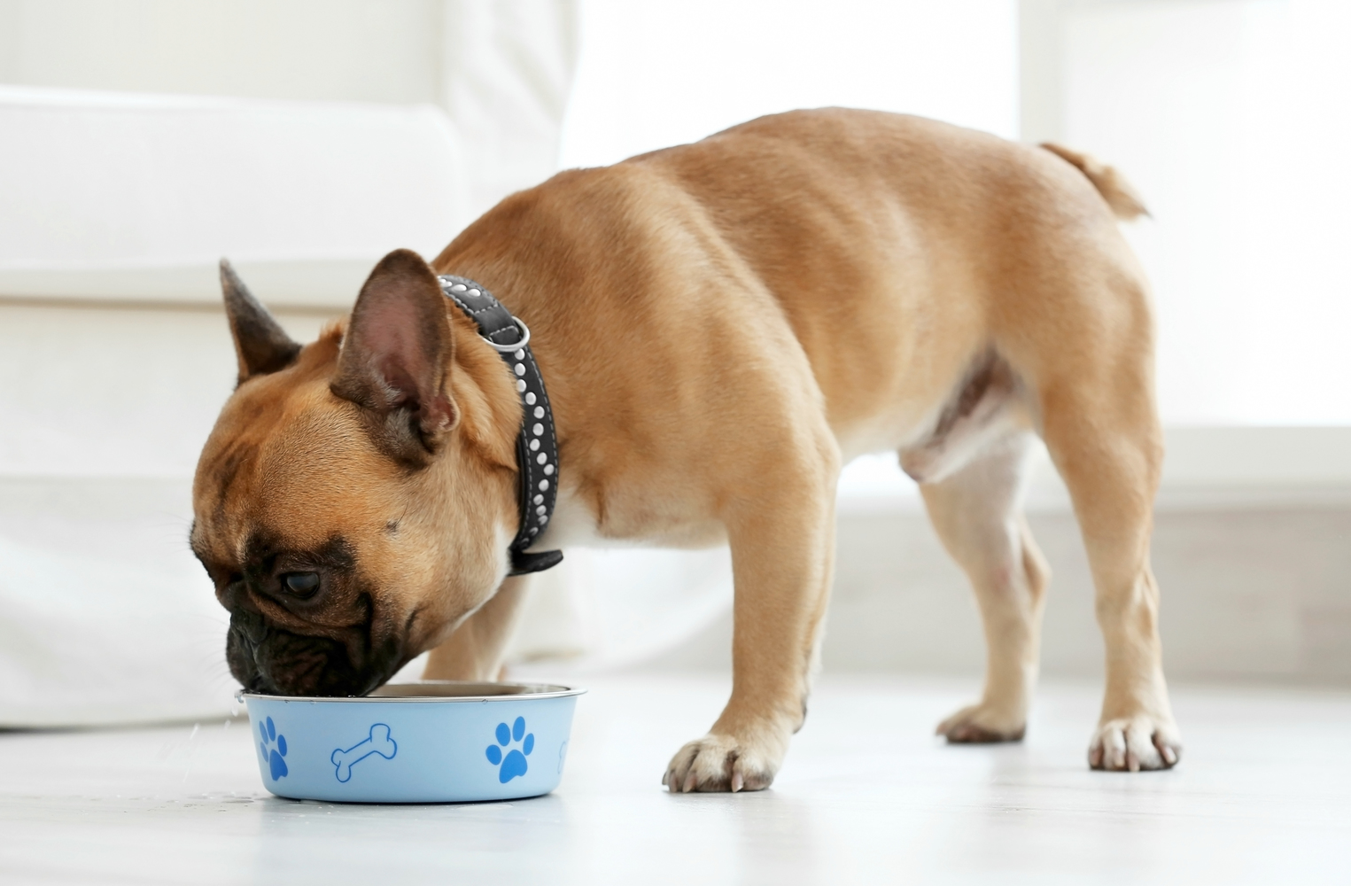 7 Foods That Dogs Should Never Eat